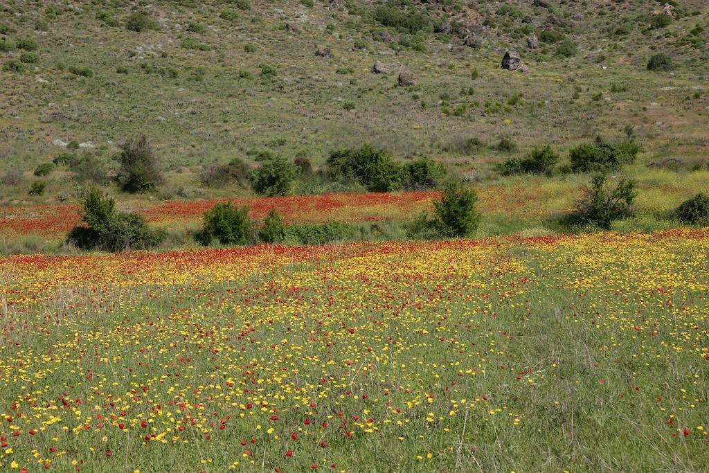 Koycegiz Begonville Villa מראה חיצוני תמונה